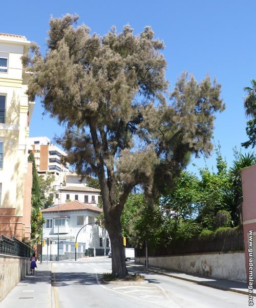 Árbol en la Calle