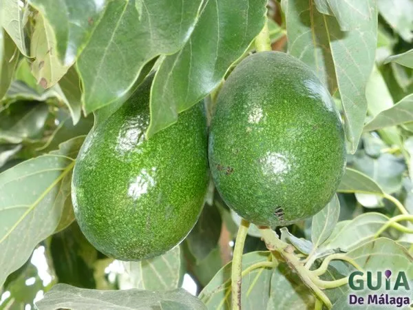 Aguacates Bacon en la Axarquía, Málaga, Andalucía, España Aguacates Bacon en la Axarquía, Málaga, Andalucía, España