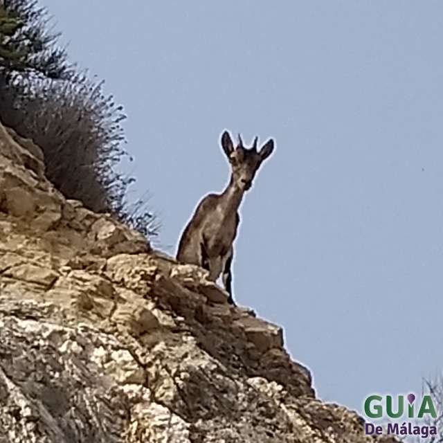Cabra Montesa en el Paraje Natural Maro-Cerro Gordo
