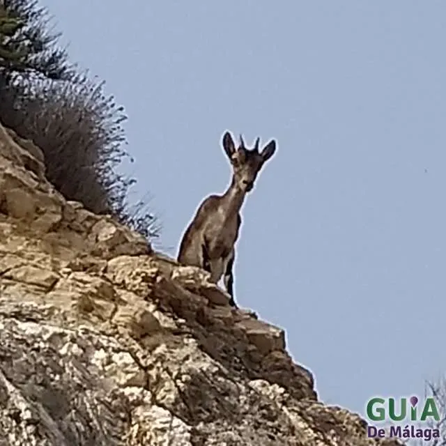 Cabra Montesa en el Paraje Natural Maro-Cerro Gordo